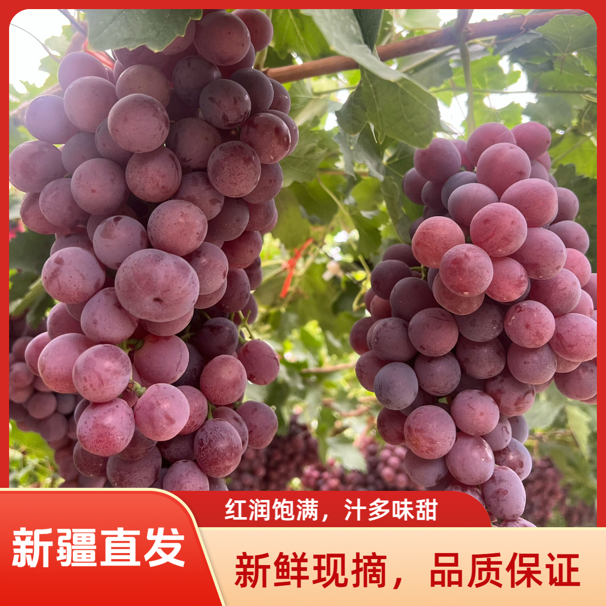 【新疆空运直发】新疆吐鲁番中国红葡萄新鲜现摘脆甜多汁当季水果