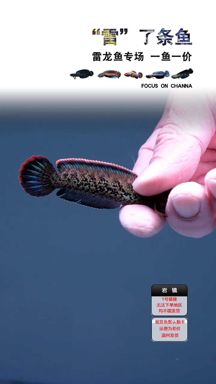 雷龙鱼鹰****?鬼王瑕疵11111