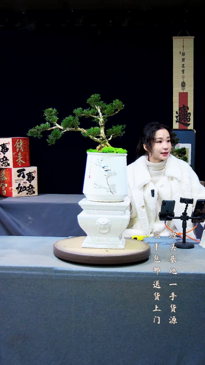 【闪购商品】黄杨盆景黄杨盆景