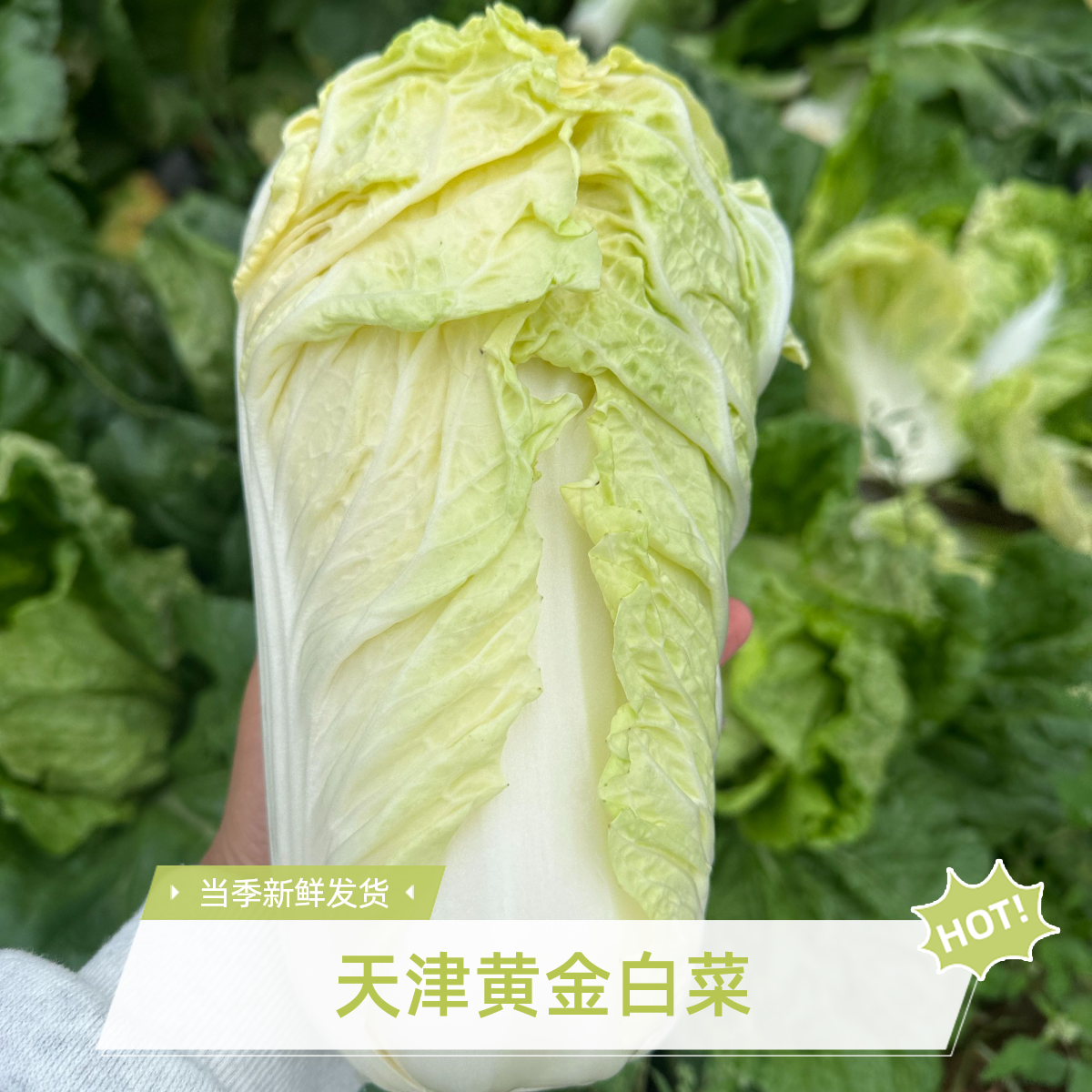天津本地 黄金白菜当季蔬菜 新鲜发货京东或顺丰包邮黄金白菜