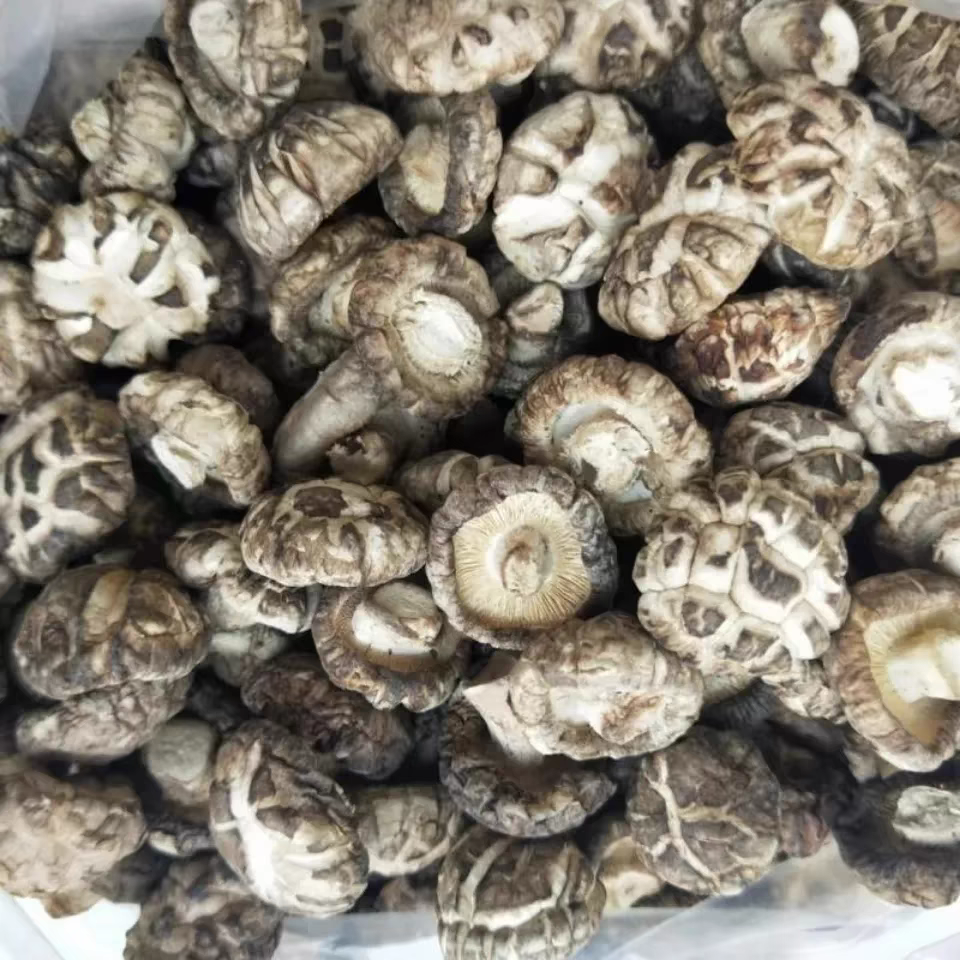 精品香菇广东特产