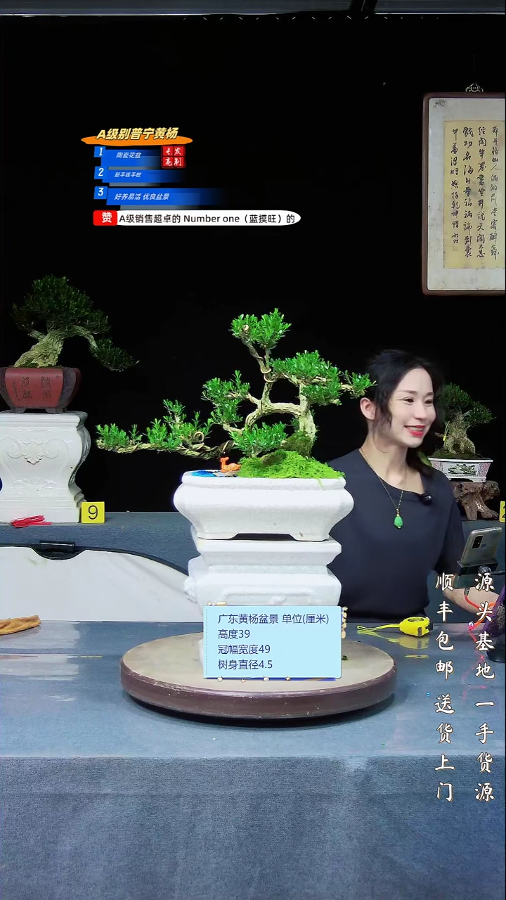 黄杨盆景黄杨盆景