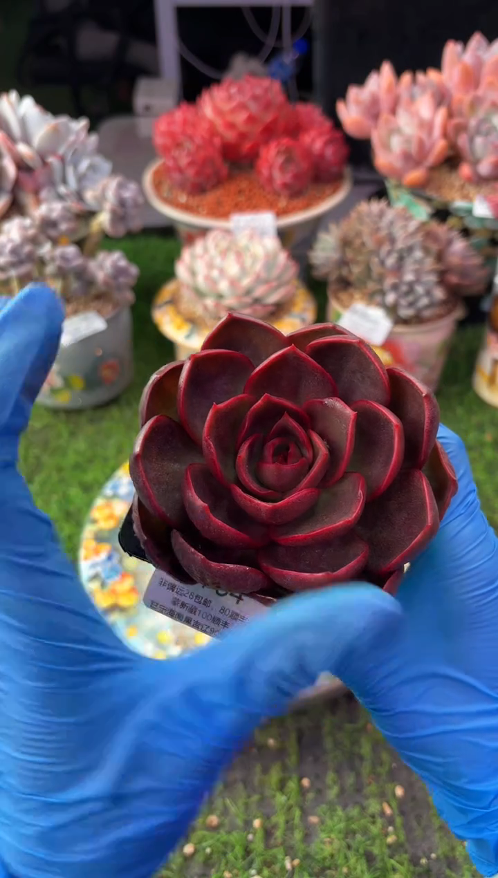 昆明印象多肉0764