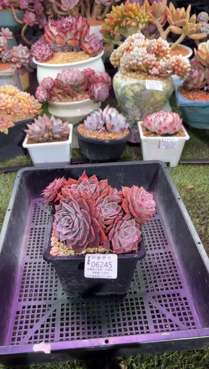 【闪购商品】06245