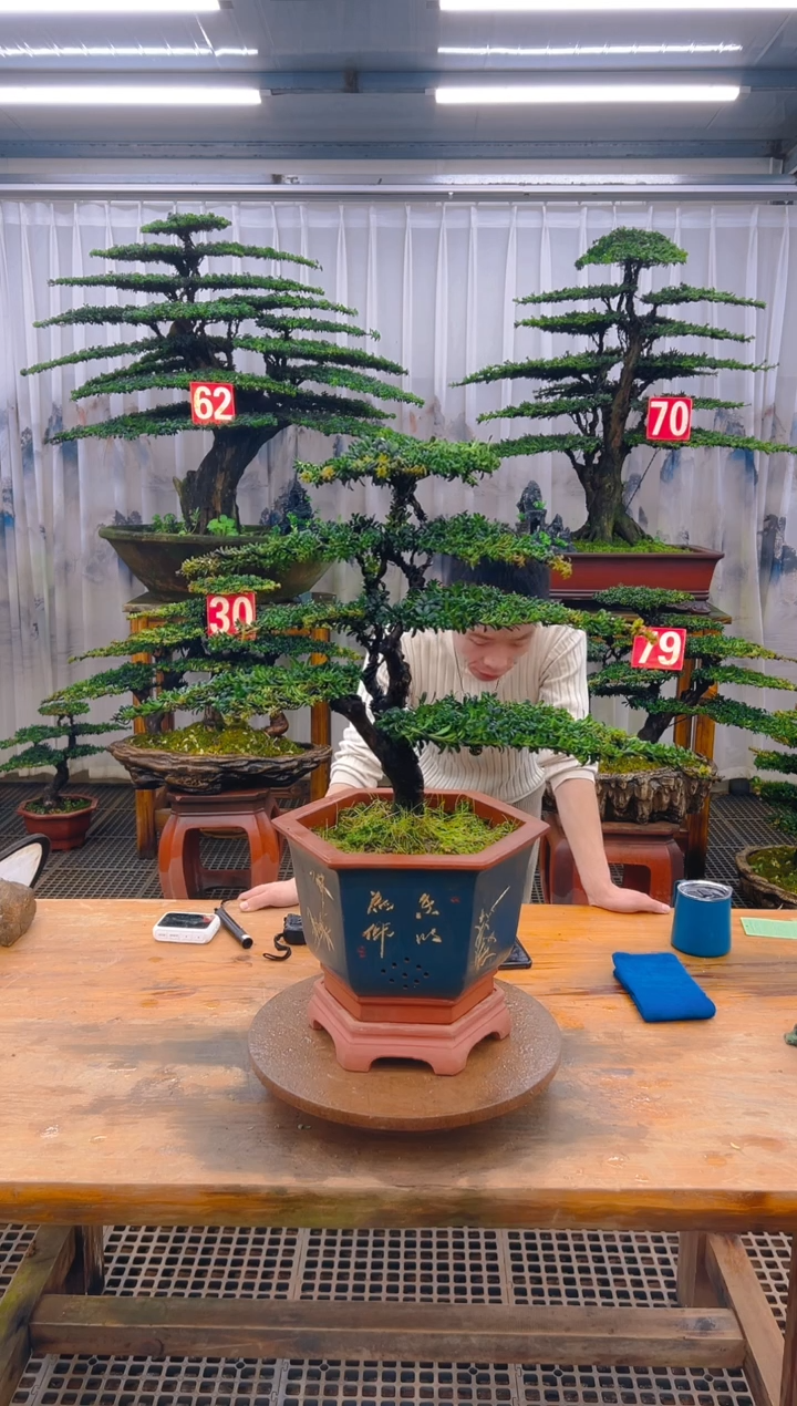 无花朵甘*夫精品盆景直播间一物一拍