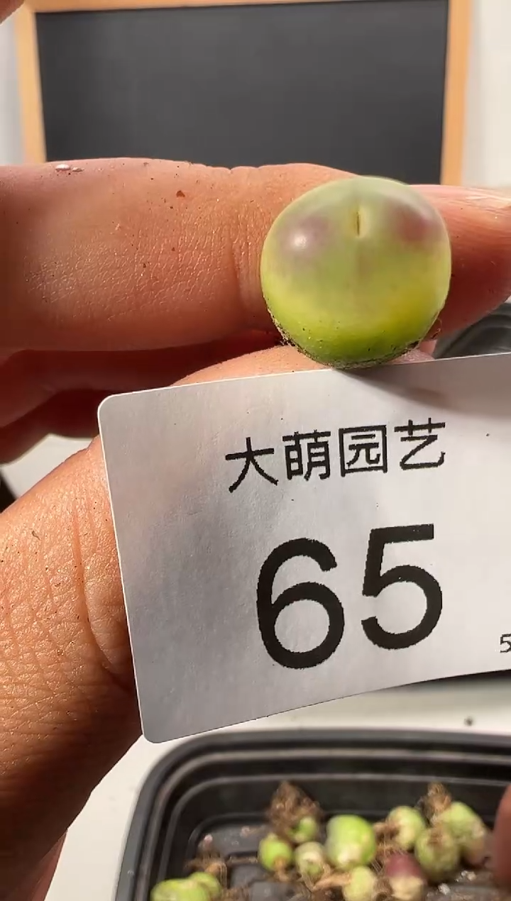【闪购商品】++++65