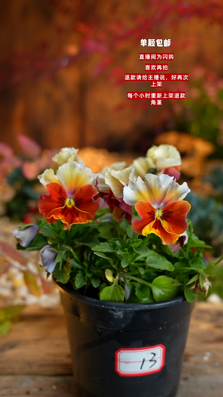 全部花朵远*000000013