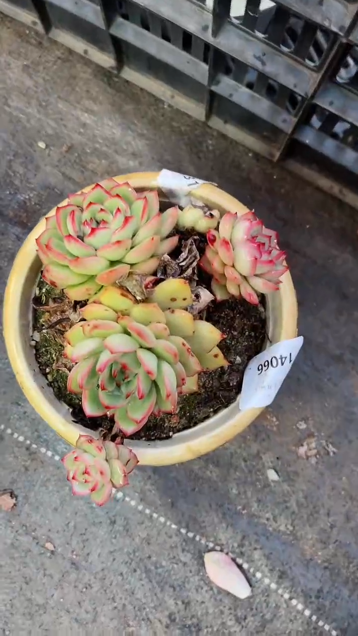 【闪购商品】14066