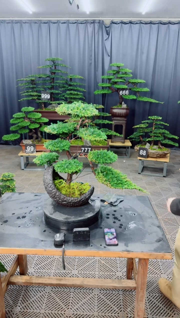 无花朵盆景.....