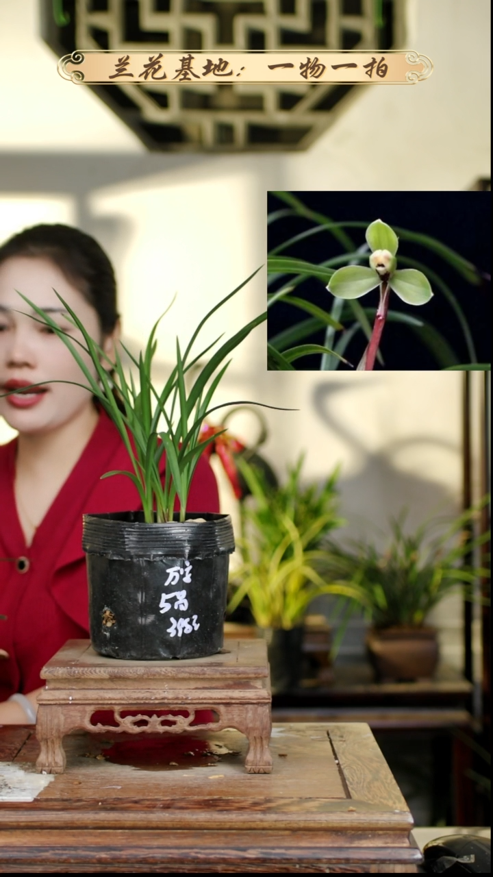 完全开放春兰万字