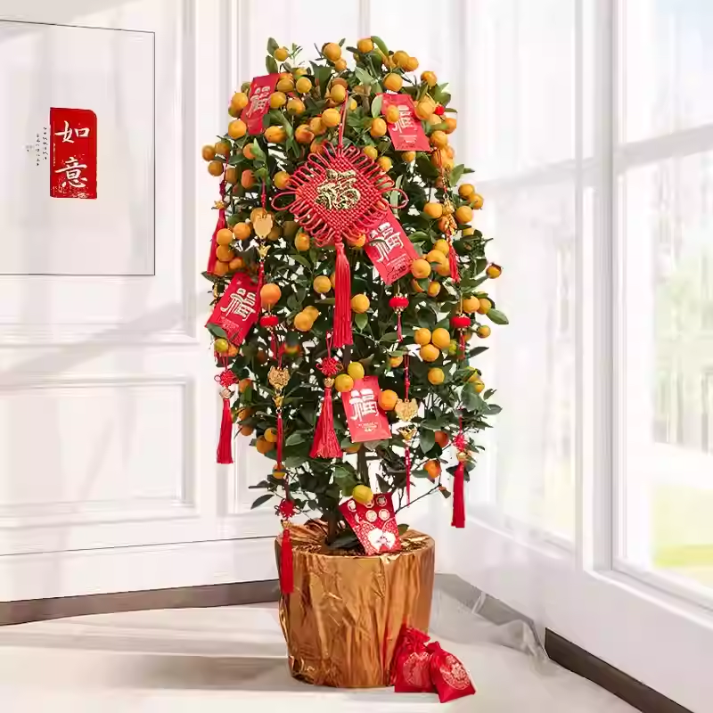 四季桔花园阳台盆栽大型盆栽一物一拍