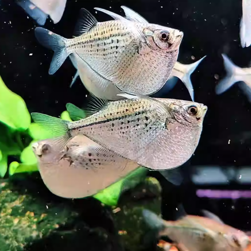 巨型喷点银斧头鱼银燕子热带鱼观赏鱼燕子鱼珍稀草缸群游上层鱼