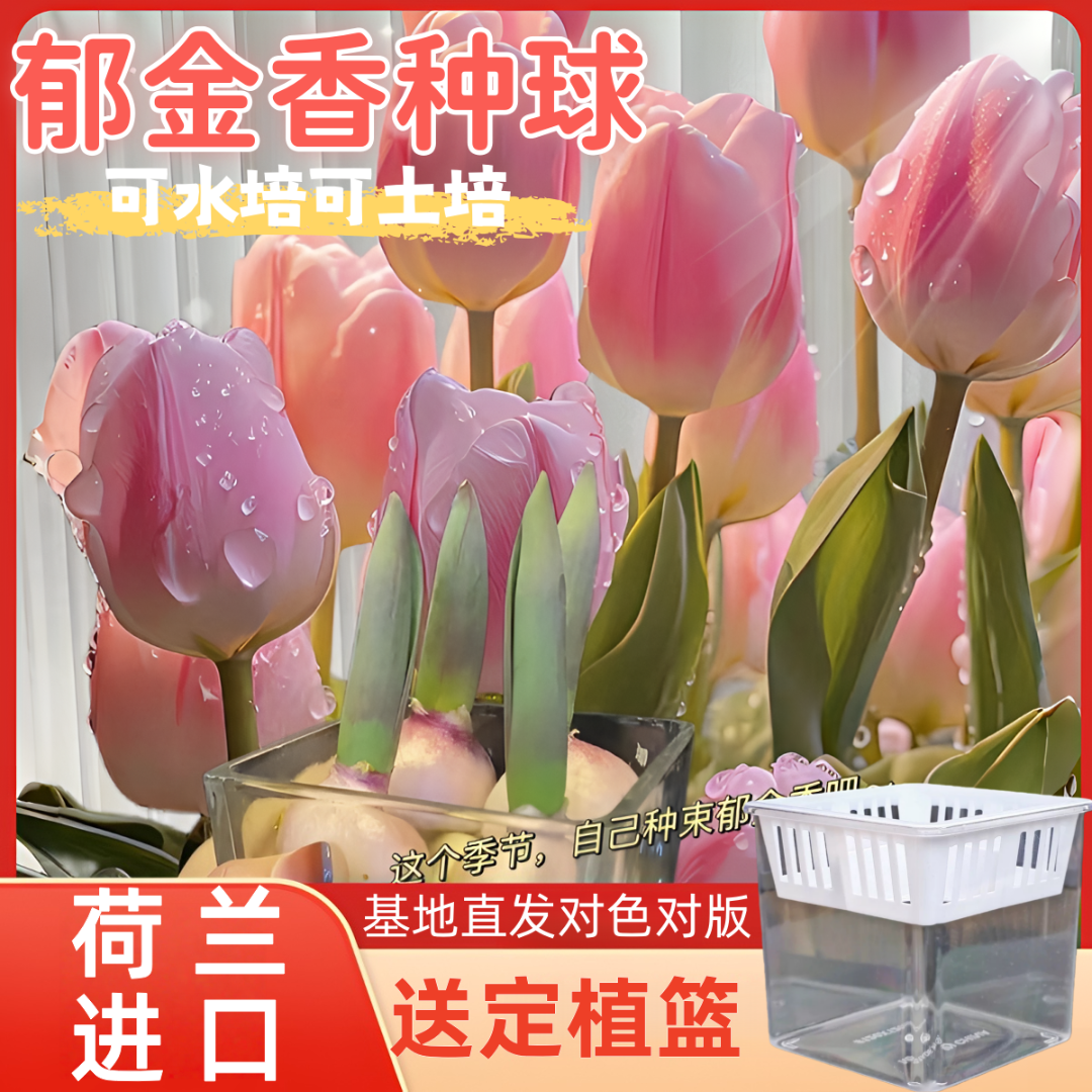 【进口郁金香种球】带芽大球水培土培室内外花卉盆栽新手四季好养活