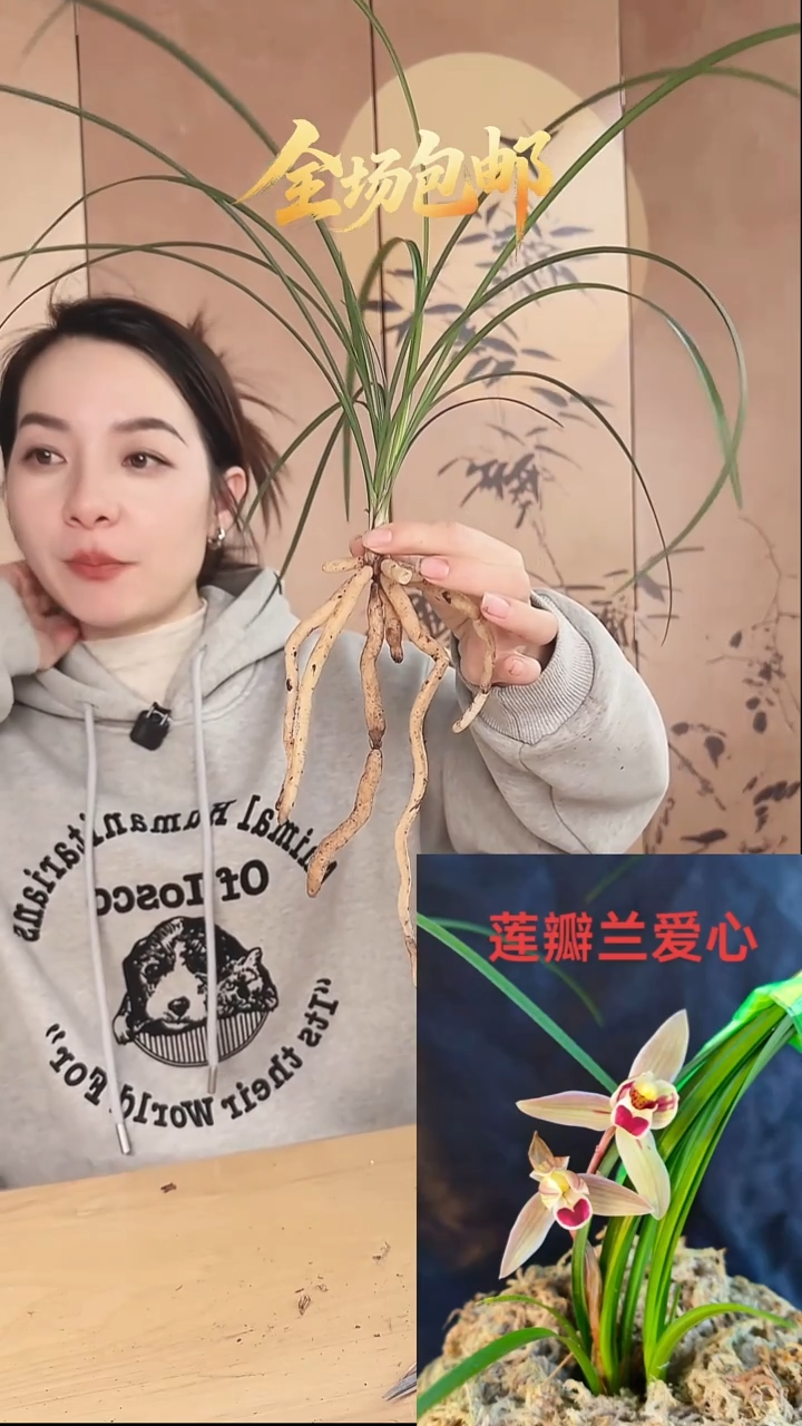 当前无花栽培后可以开花：爱心