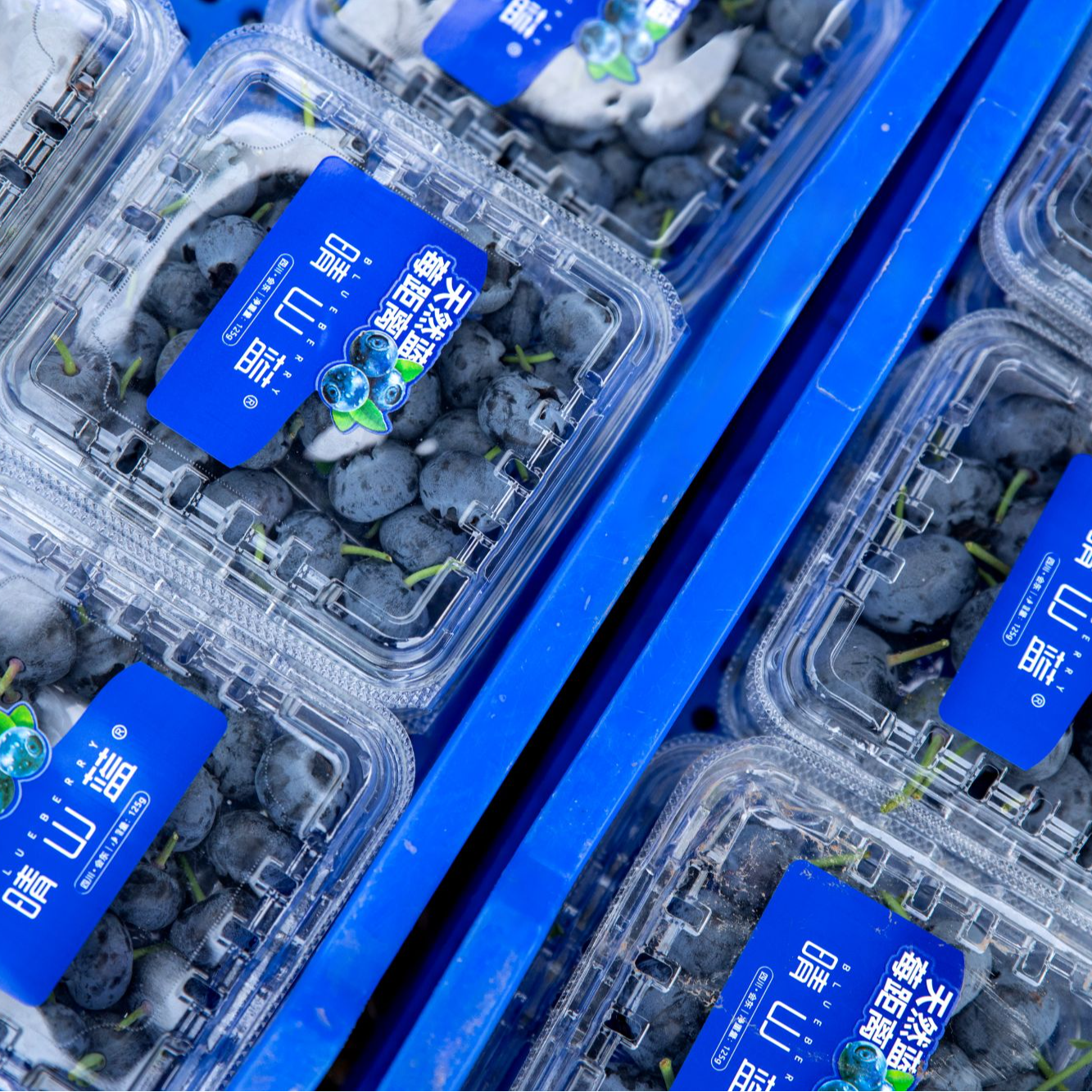 M28（晴山蓝）超大带果柄蓝莓  入口是利落的酸感唤醒味蕾