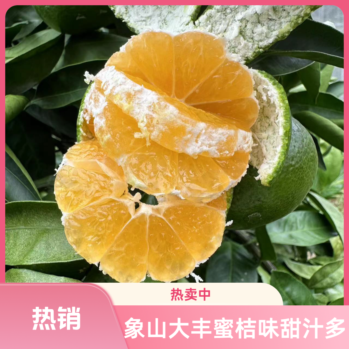 【林妹妹果园】象山大丰蜜桔早桔青橘皮薄多汁产地现发象山青柑橘