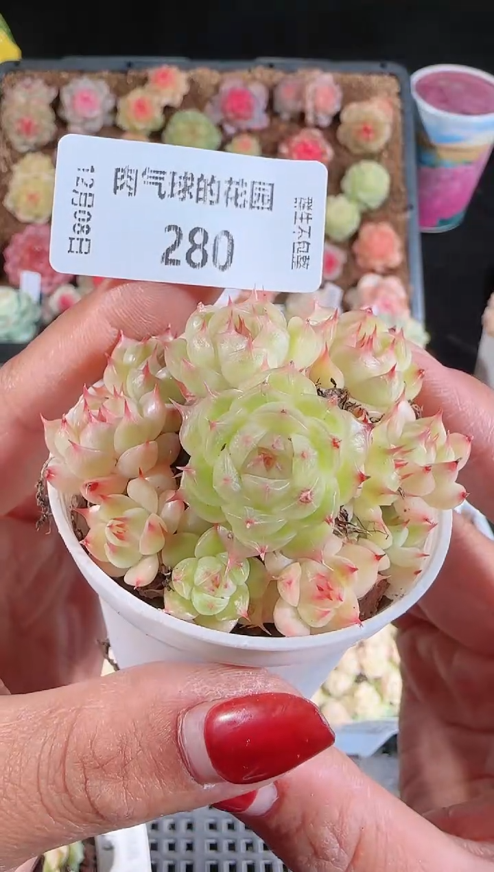 1208-280多肉群生不包整