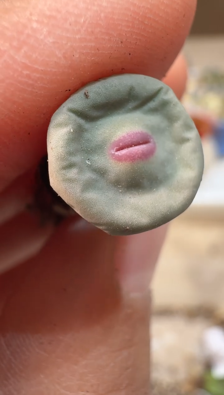 24-88多肉植物肉锥