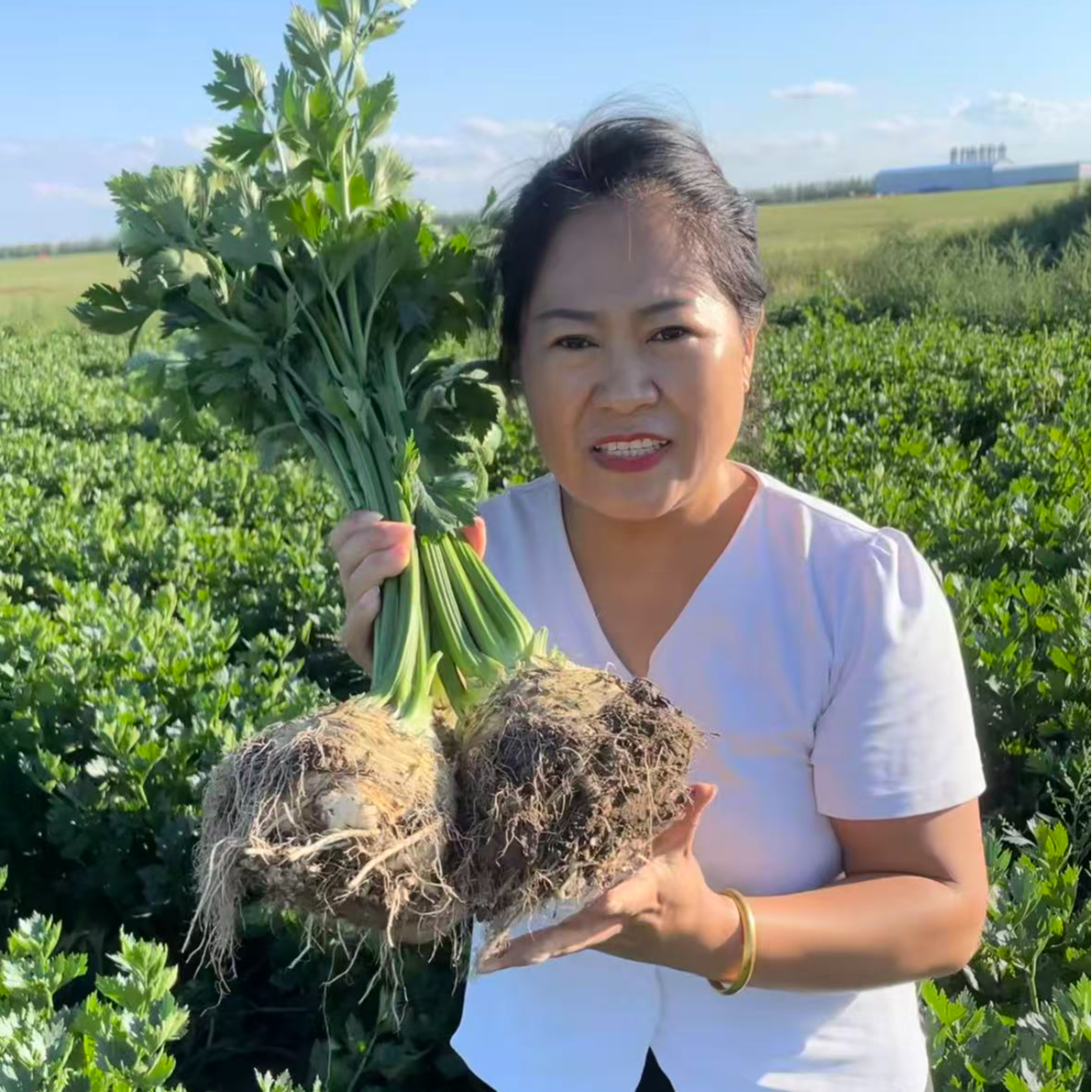 新品根芹球根芹疙瘩山东地中海根芹耐寒秋冬蔬菜正宗根芹老桩