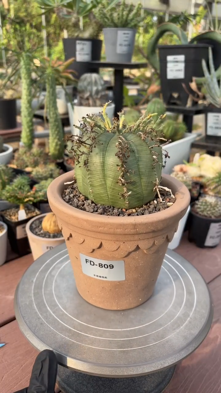 布纹球杂法丽达FD-809