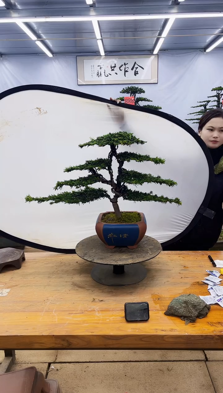 【闪购商品】高端盆景一物一拍，所见即所得