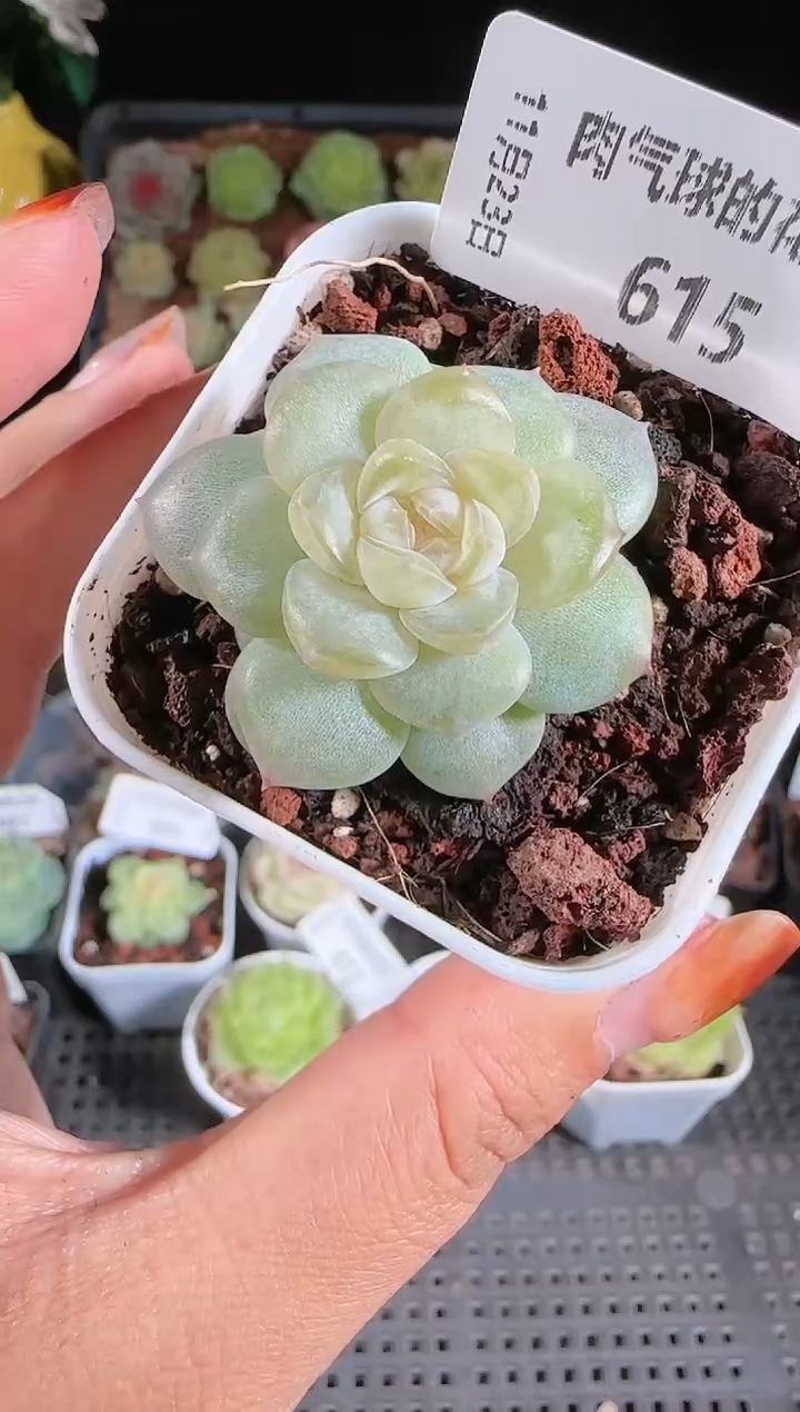 1123-615玉瑶群生不包整