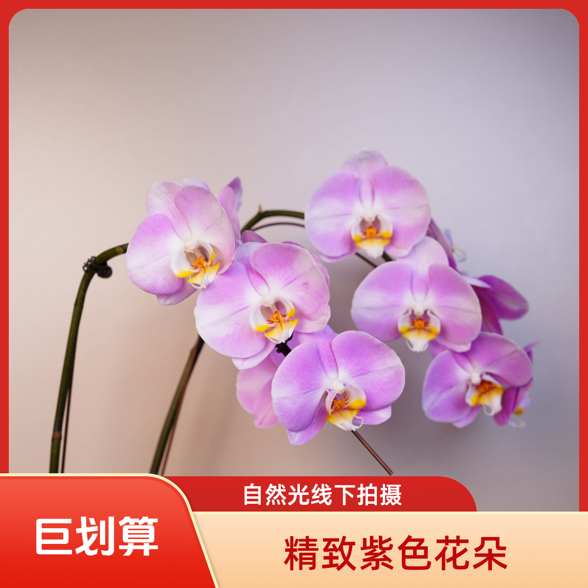 《明兰基地》蝴蝶兰（明星）3.5寸全花开花珠发货