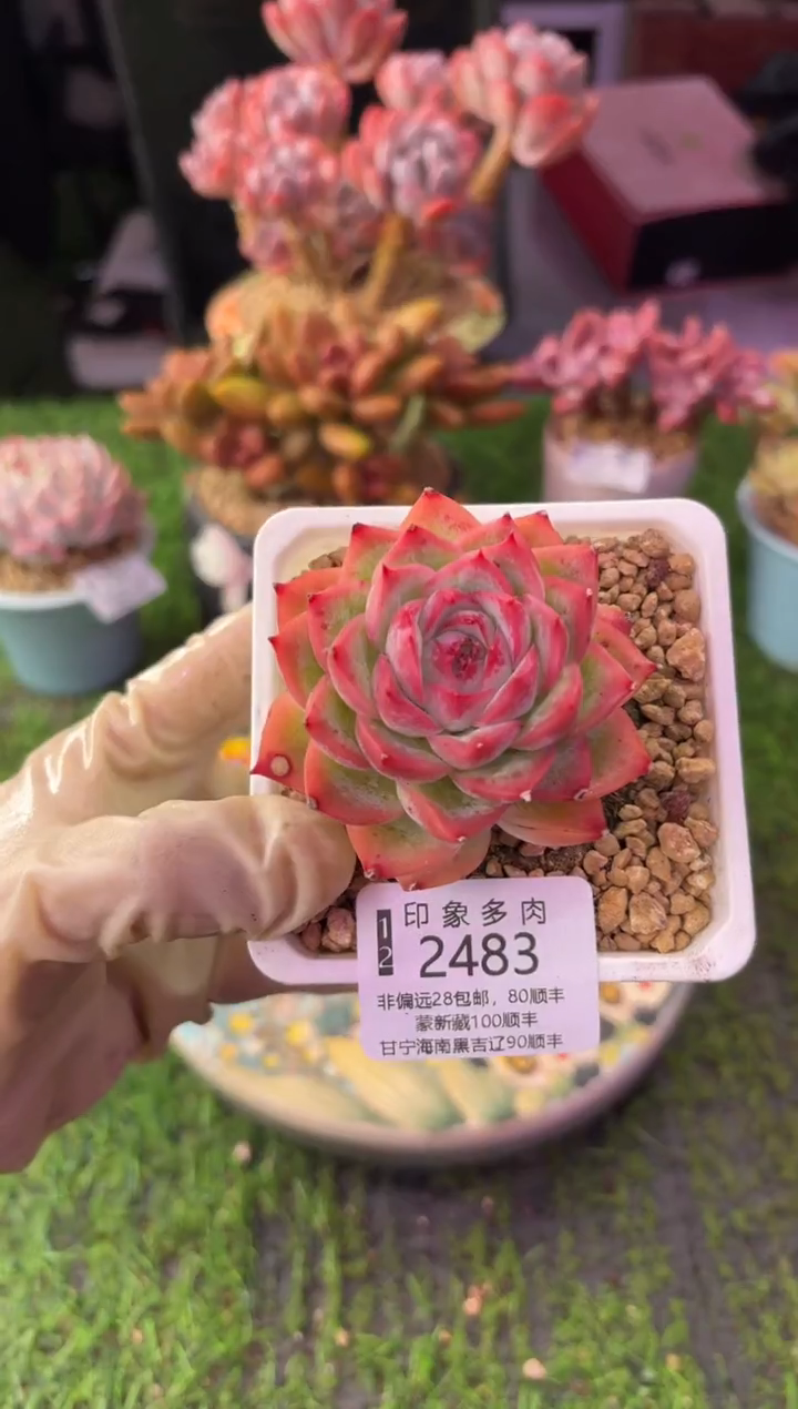 昆明印象多肉2483