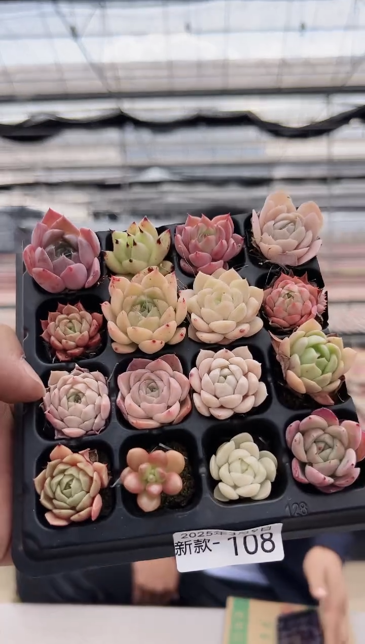 【闪购商品】新款多肉-108