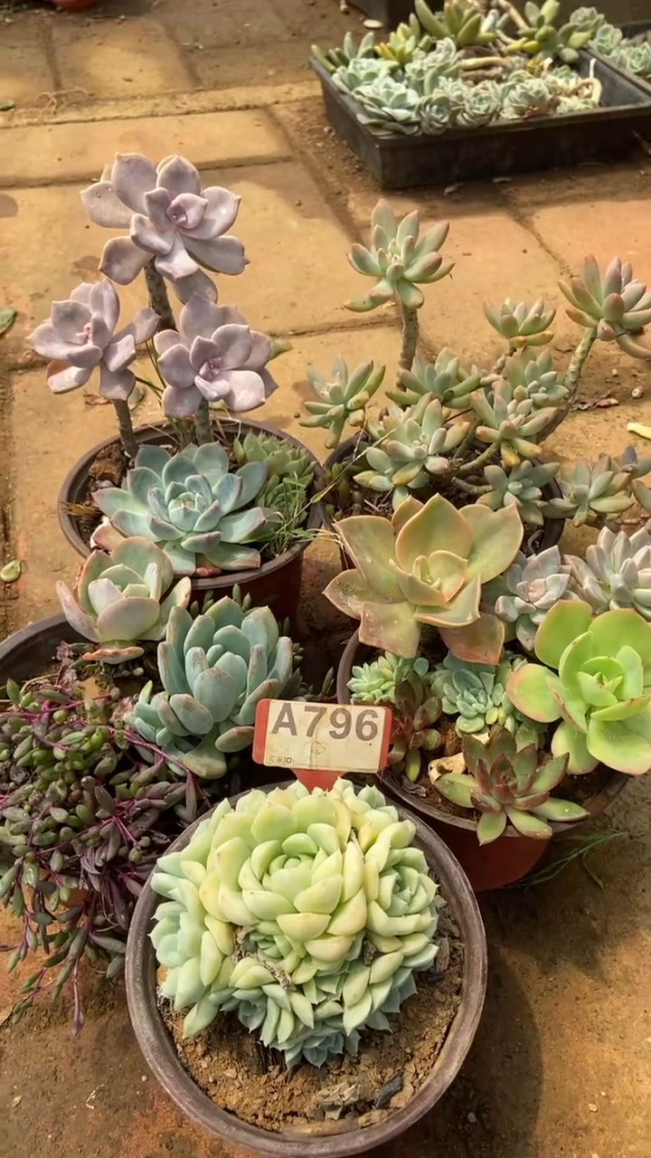 A796多肉组合默认脱土发货