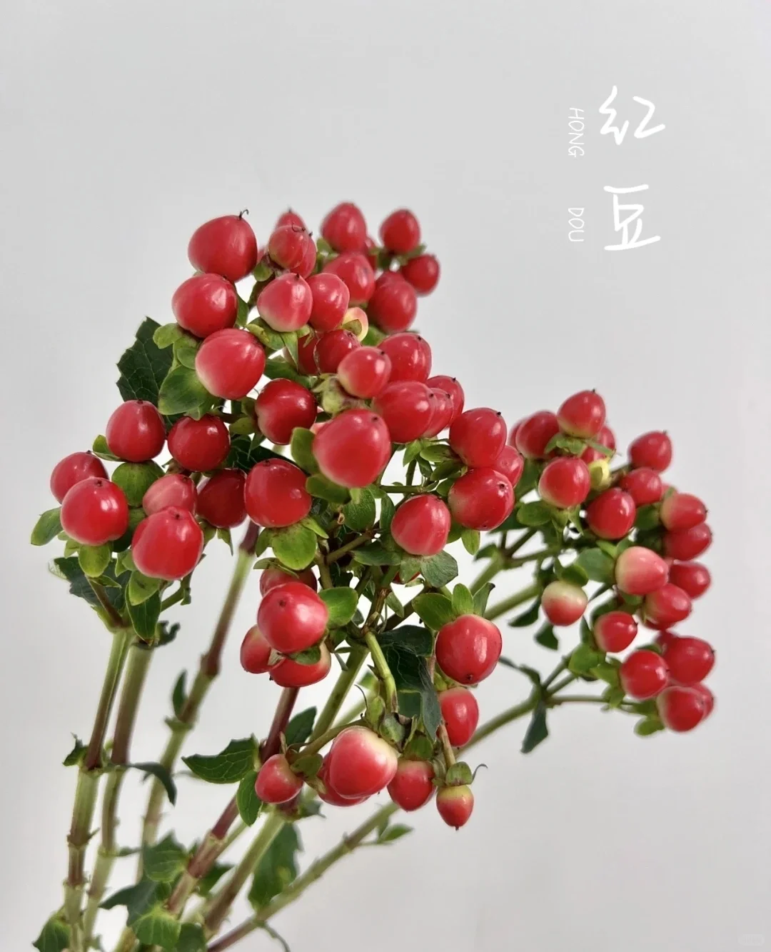 红豆1扎