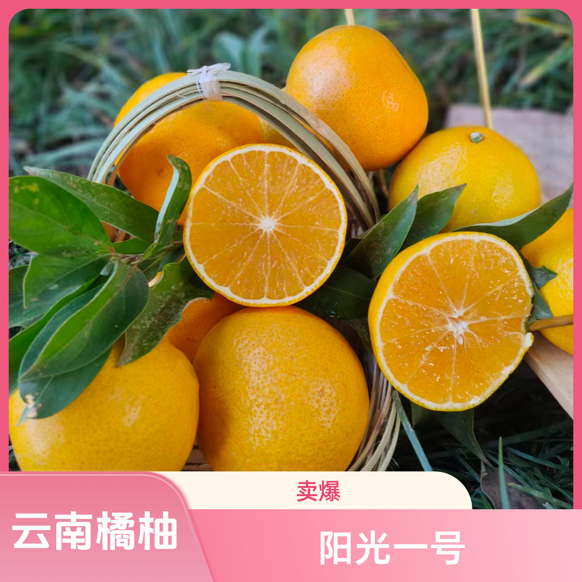当季水果 云南高原橘柚 阳光一号 薄皮爆汁 无籽化渣 现摘现发
