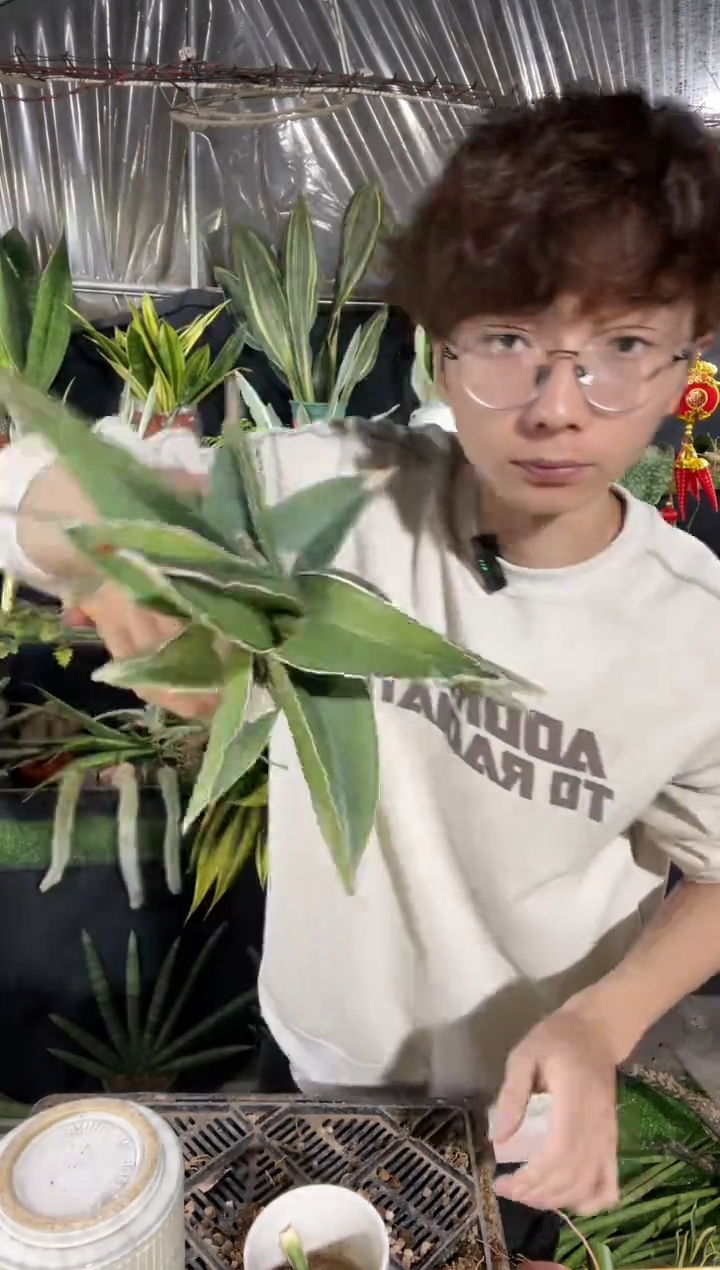 【闪购商品】玫瑰武士裸根9.9