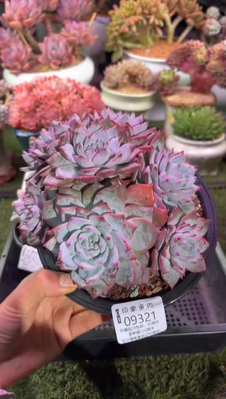 【闪购商品】09321