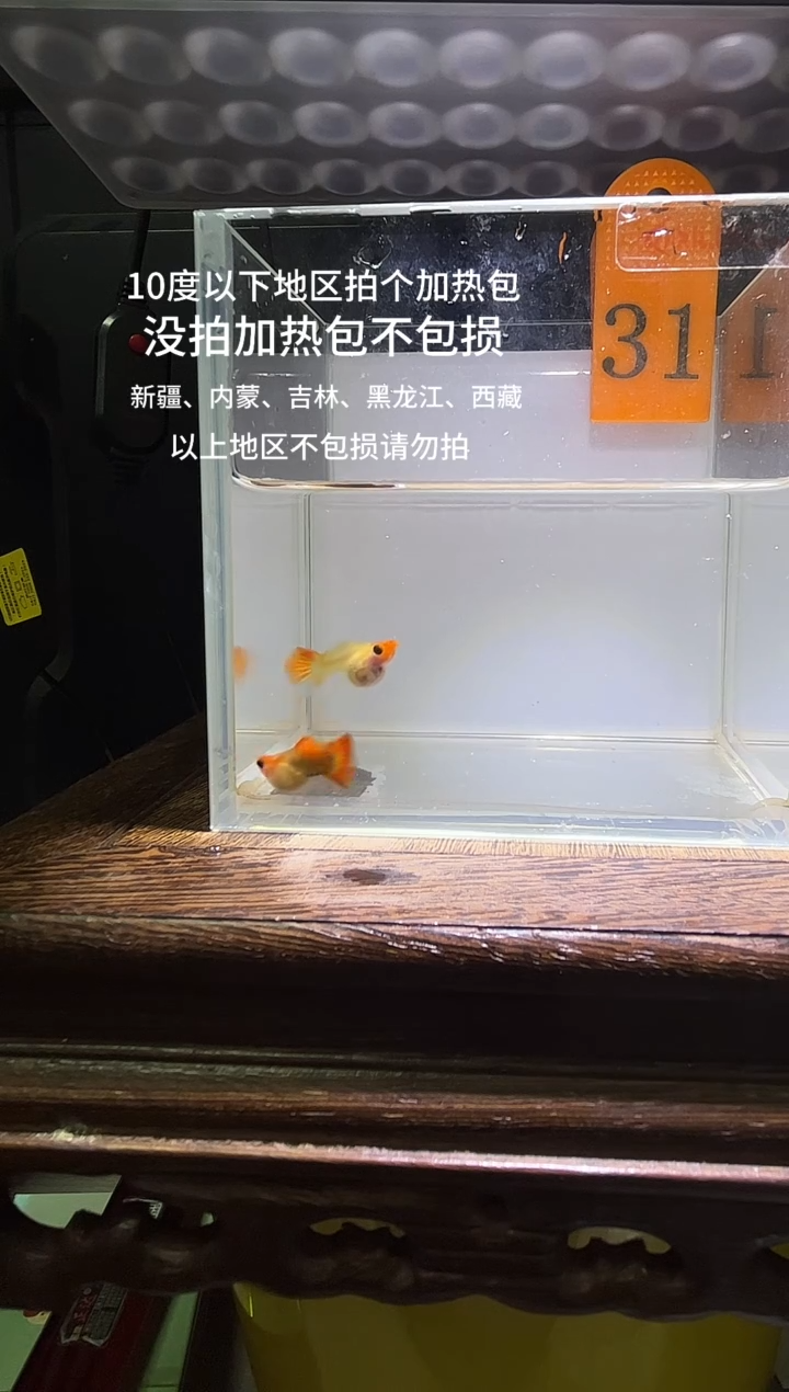 孔雀鱼深海蓝玻璃猫普通体31