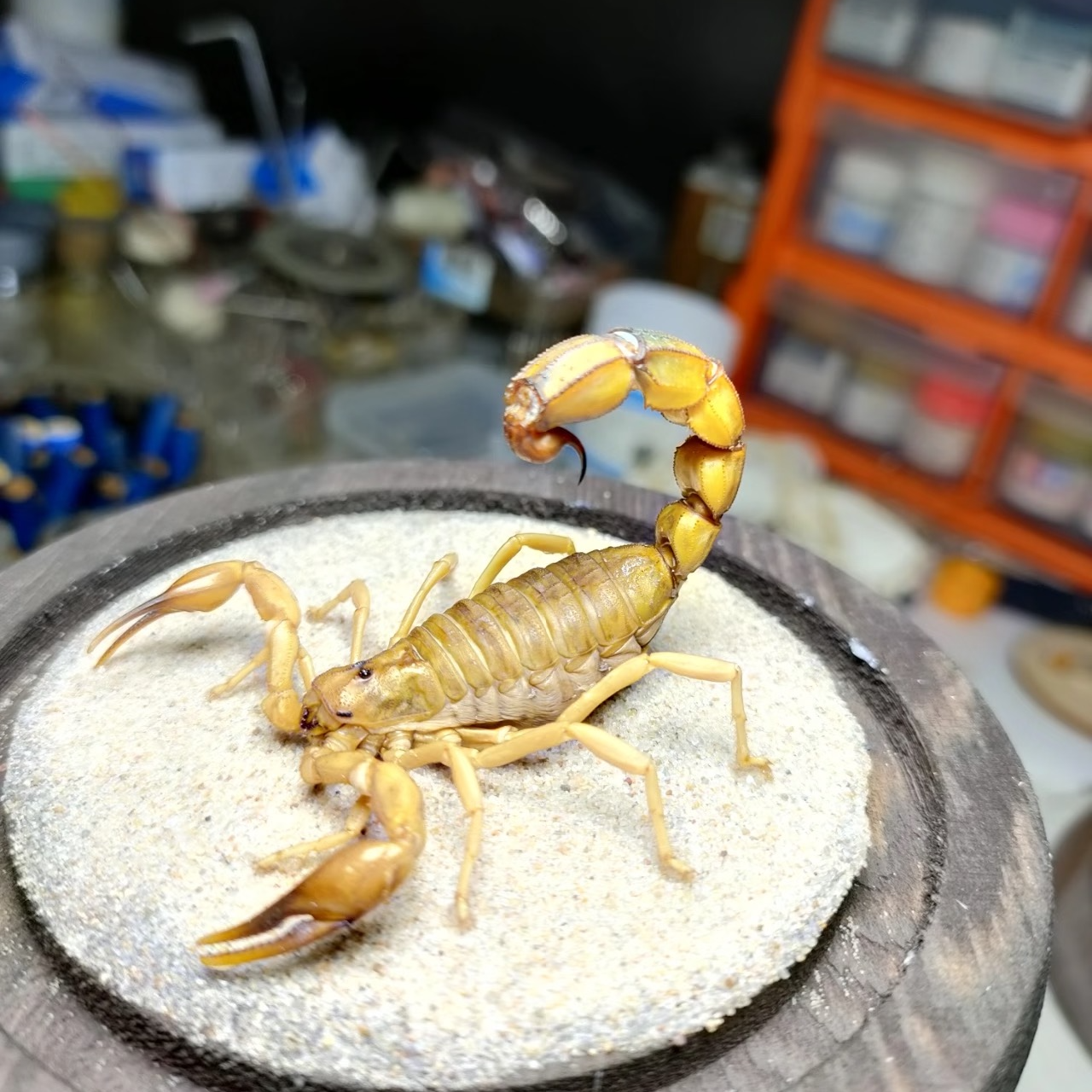 精品王爬宠（包健康 稳冻 包上手）