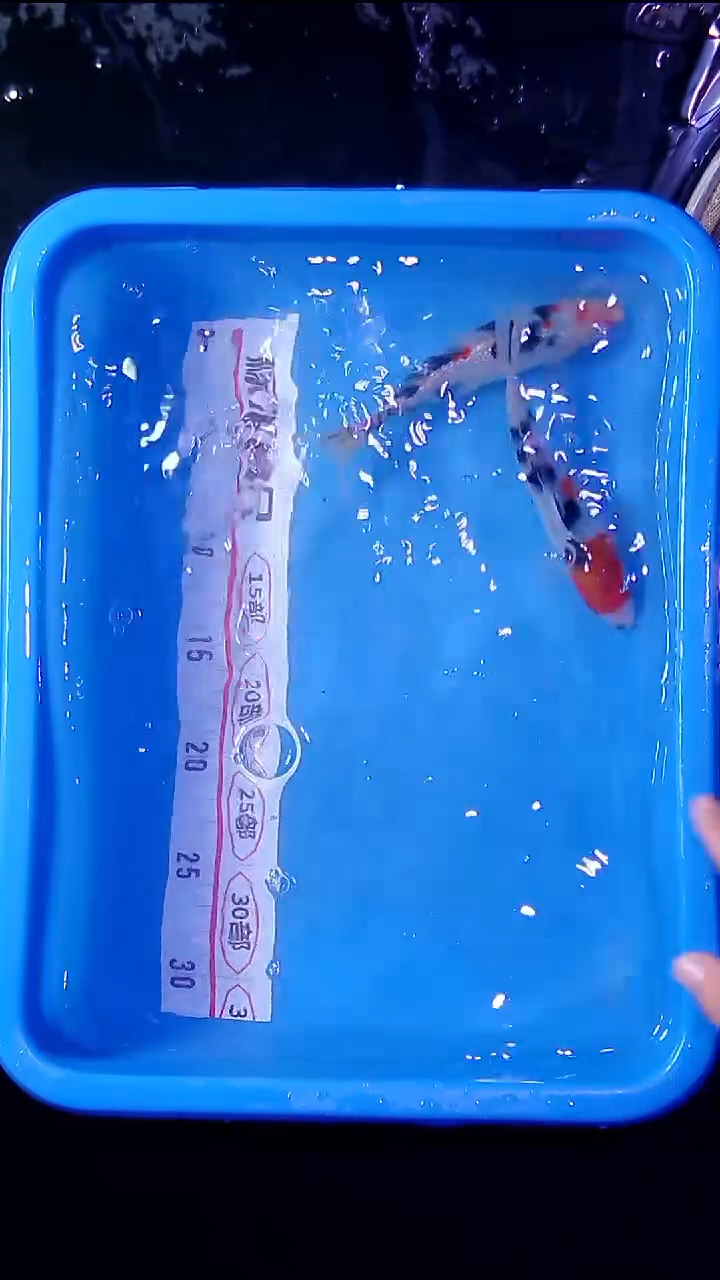 锦鲤锦鲤直播间菁选 对版发货 33