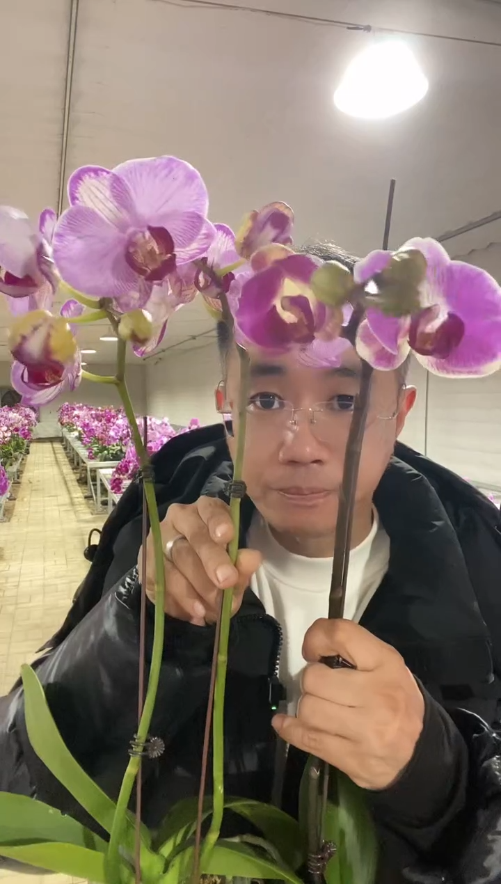 完全开放单双混发仙桃1棵装