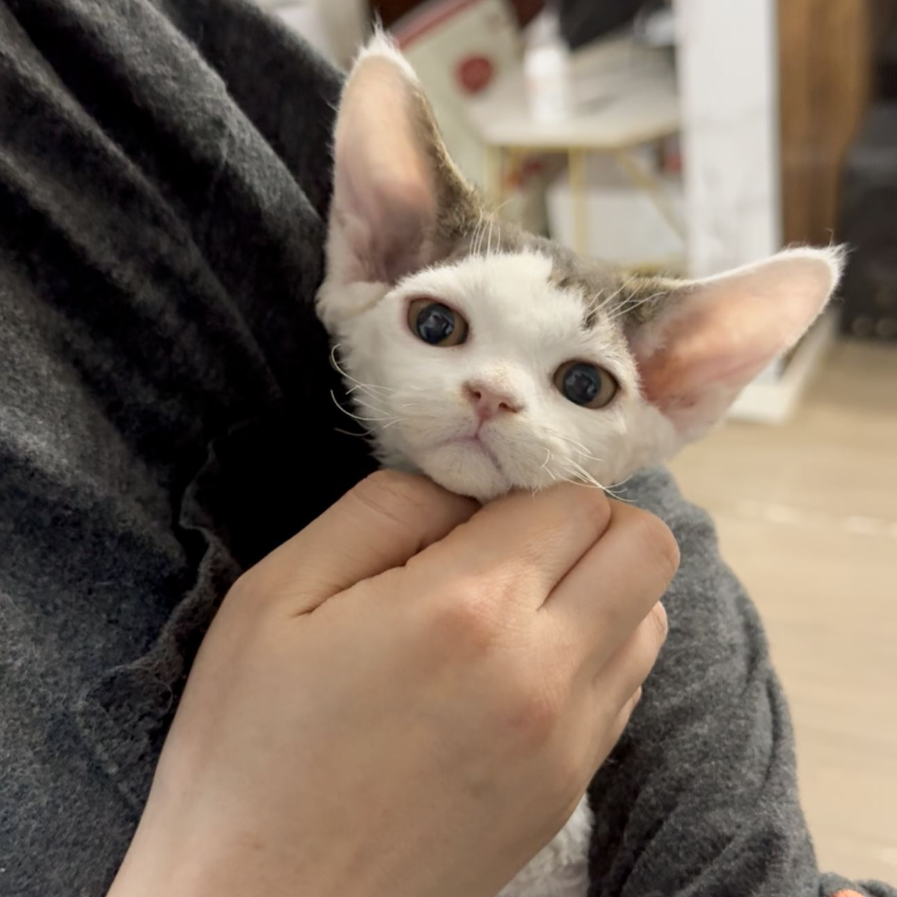 稻荷前德文卷毛猫虎斑梵花弟弟