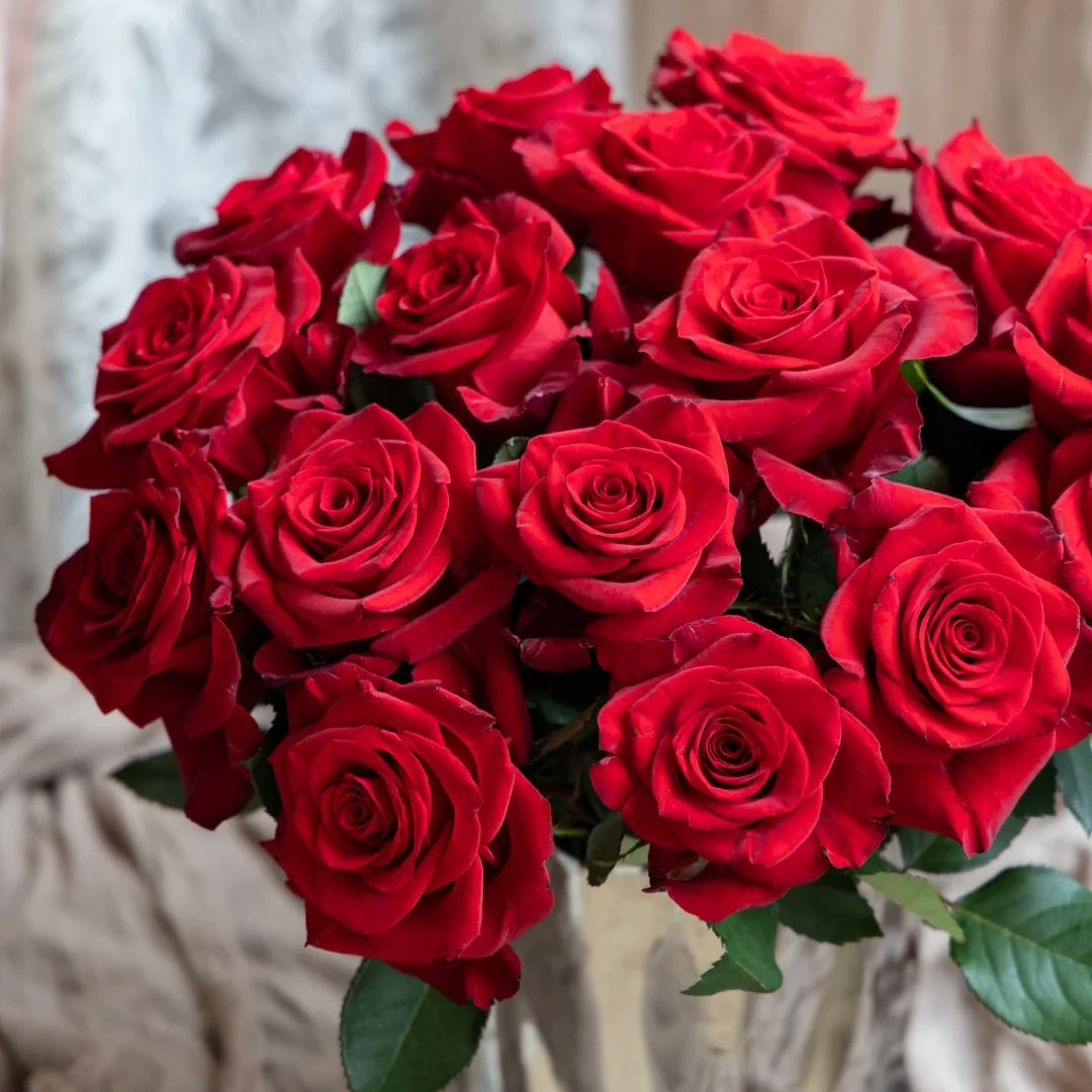 【云南鲜花】单头（红翎）玫瑰 1单普通包邮，2单以上顺丰冷链