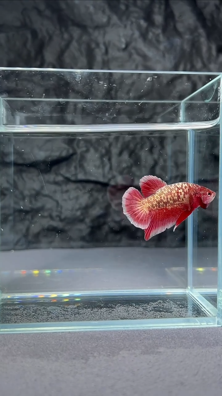 斗鱼竞拍链接A014