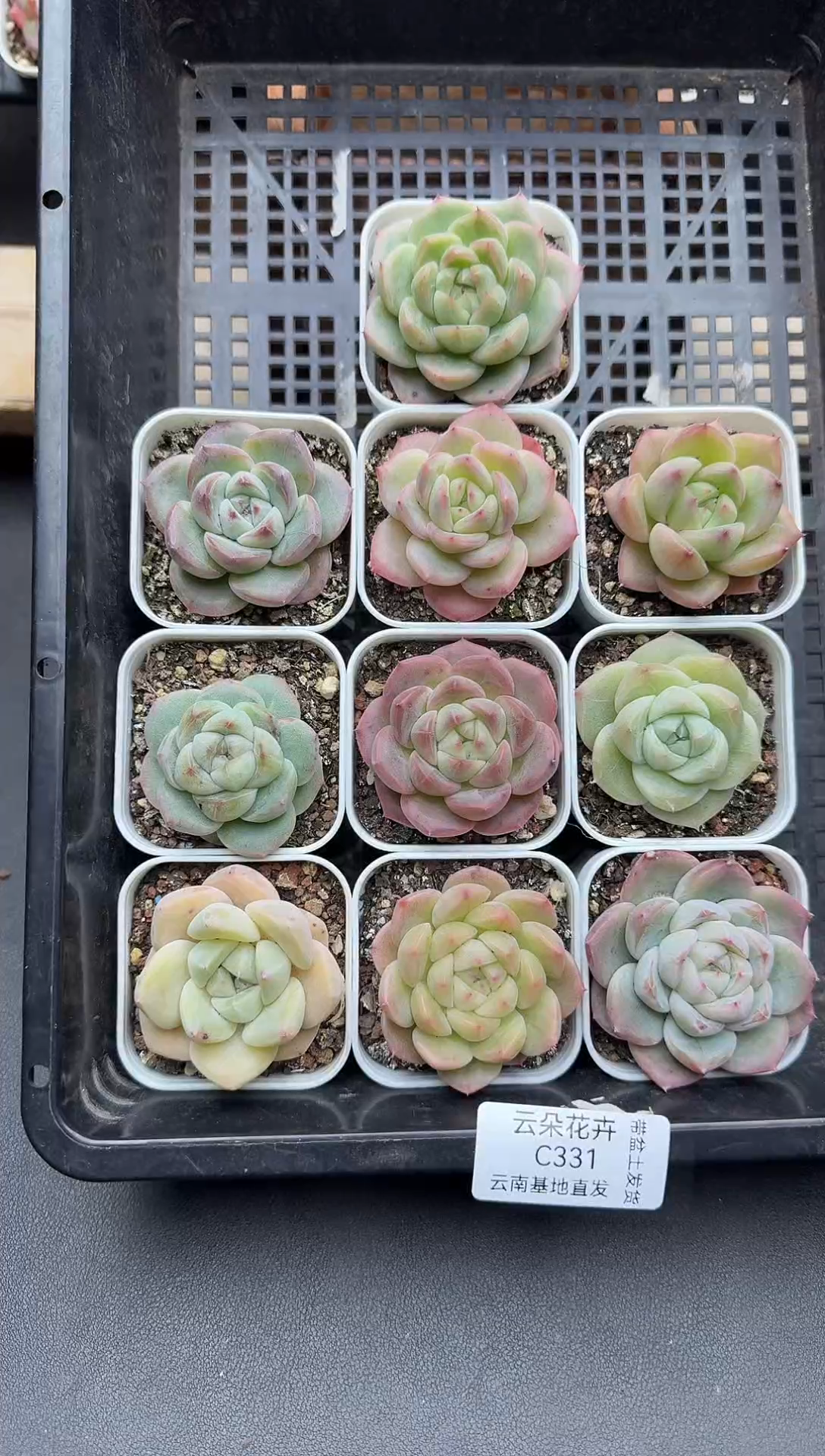 珍妮杂交多肉C331