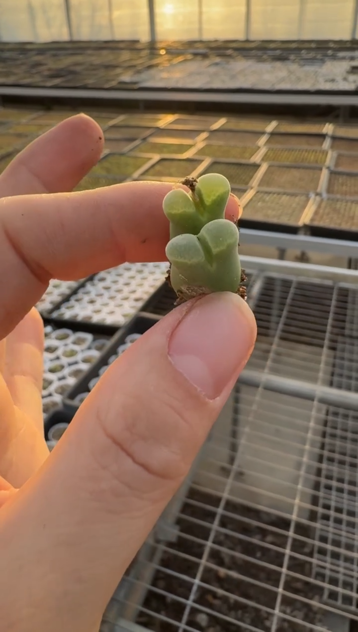 【闪购商品】3-109