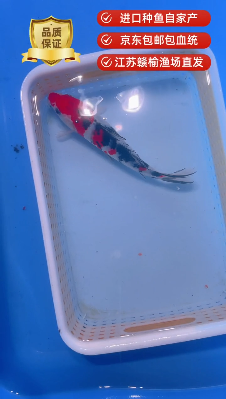 锦鲤血统锦鲤观赏鱼好养活