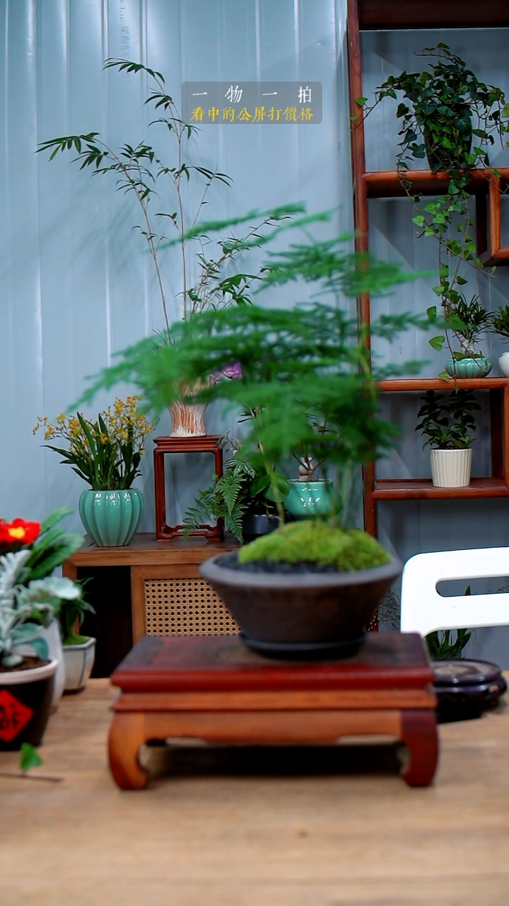 完全开放一*M文竹241