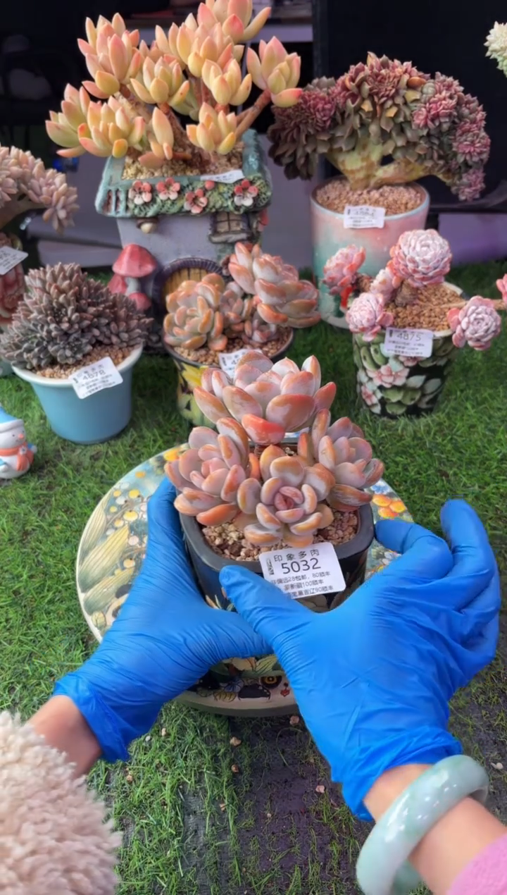 昆明印象多肉5032