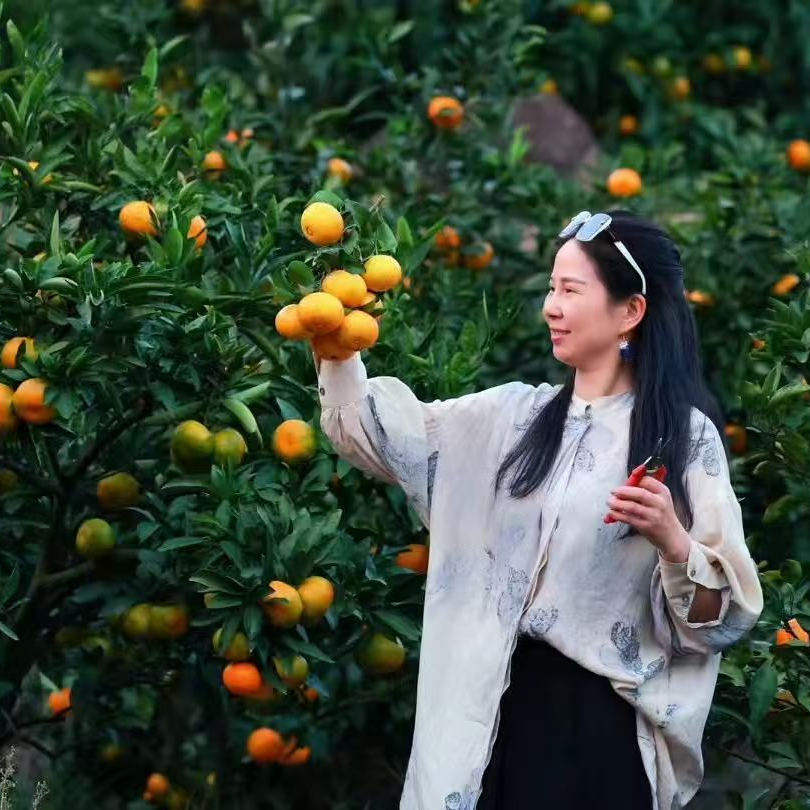 正宗临海涌泉蜜桔早熟宫川无核蜜橘好奇特新鲜水果现摘桔子10斤