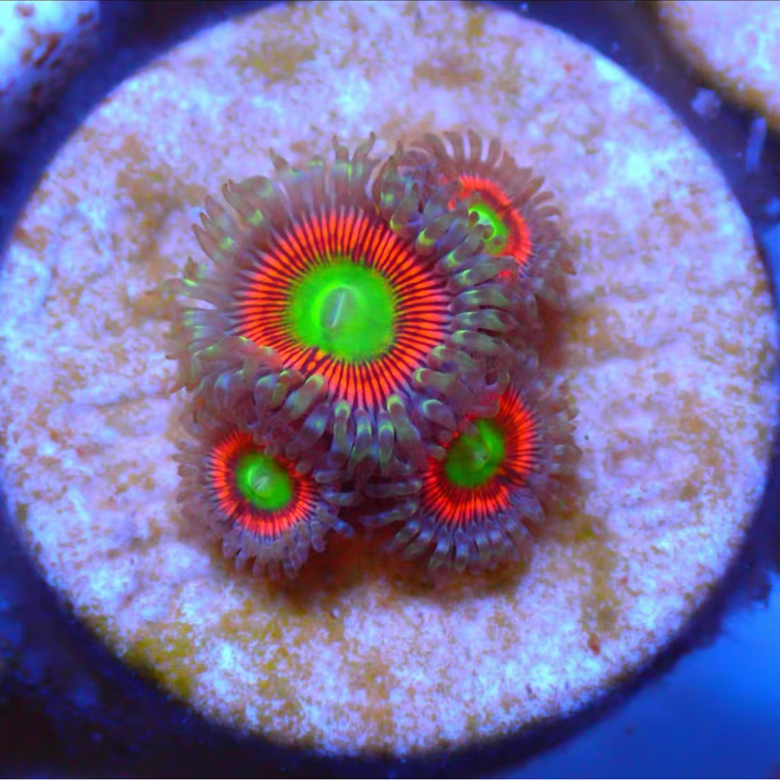 双子海洋珊瑚（小宇）一物一拍发开箱视频袋内报损海葵套餐