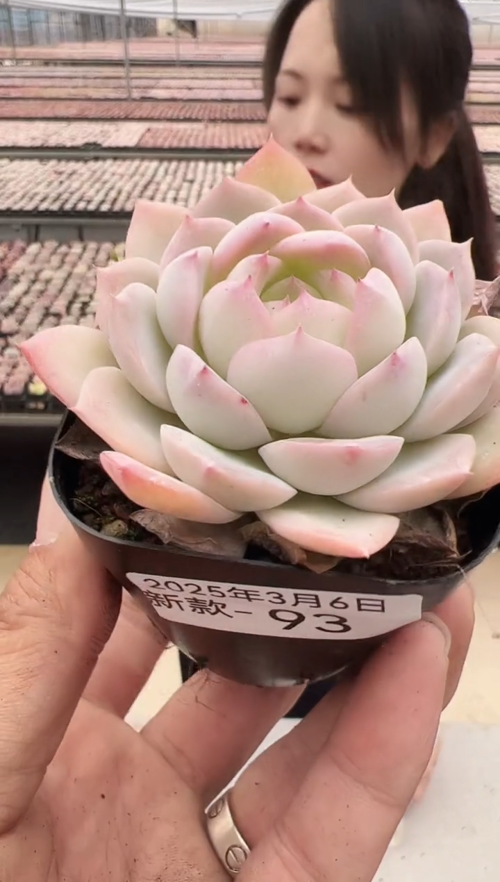 【闪购商品】新款多肉-93