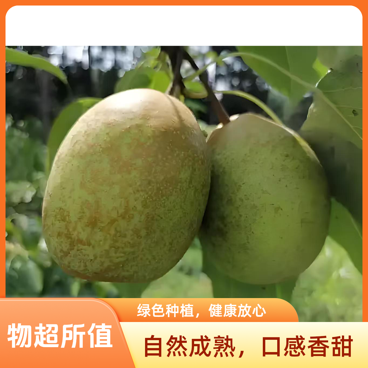 包邮】贵州高山官仓梨果园直发新鲜现摘脆甜多汁当季水果